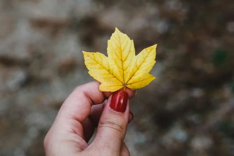 Fall 2024 Nail Trends: Nail Shadow’s Luxe Touch for the Season 🍁✨